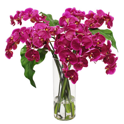 Phalaenopsis Orchid In Cylinder Vase
