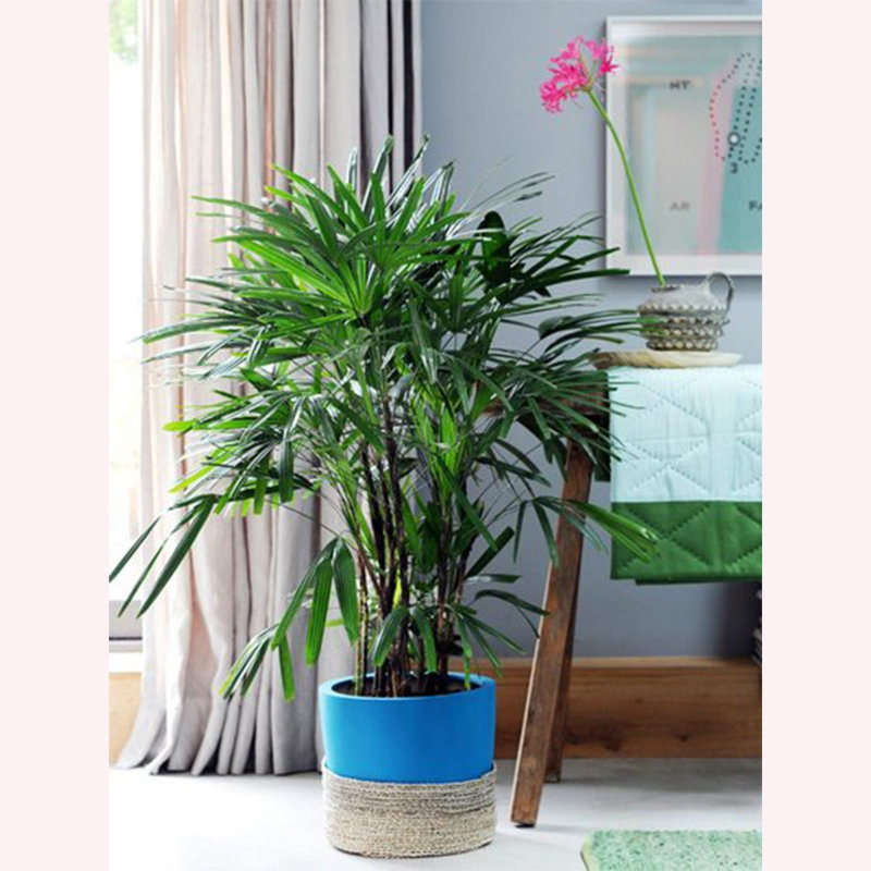 Rhapis Lady Palm in Blue Pot for Indoor and Outdoor Decor