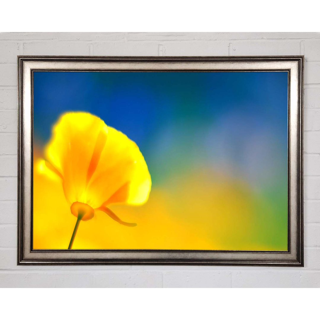 California Poppy Gelb - Einzelner Bilderrahmen Kunstdrucke