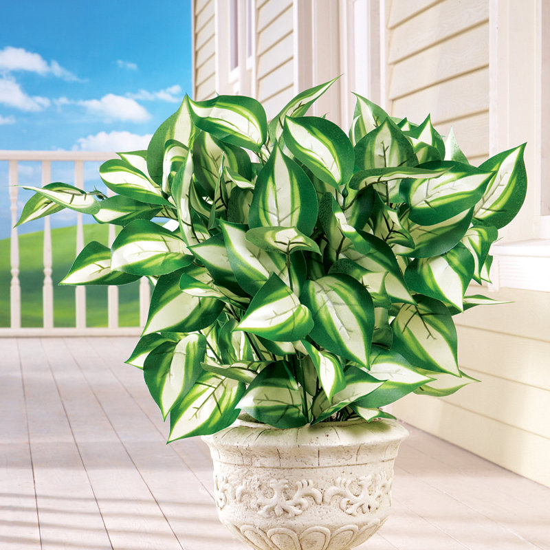 Hosta Arrangement