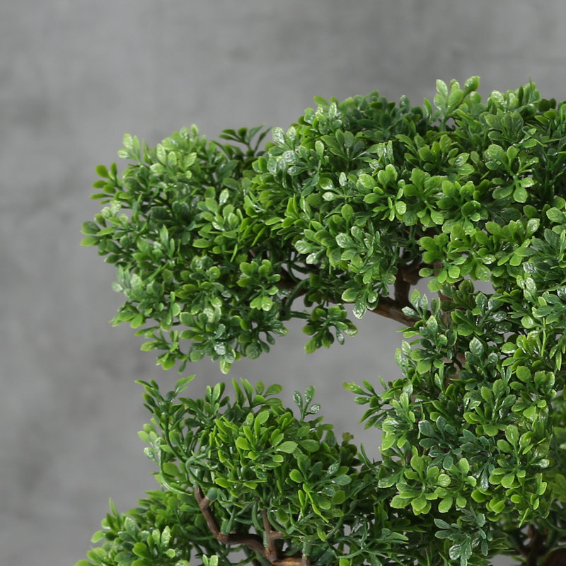 4" Bonsai Tree in Pot