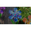 Piquet à ruban Ribbon Flower-49501093