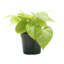 Live Neon Pothos Plant