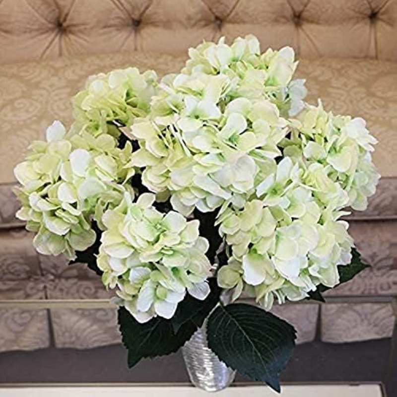 Hydrangea Bush, Green