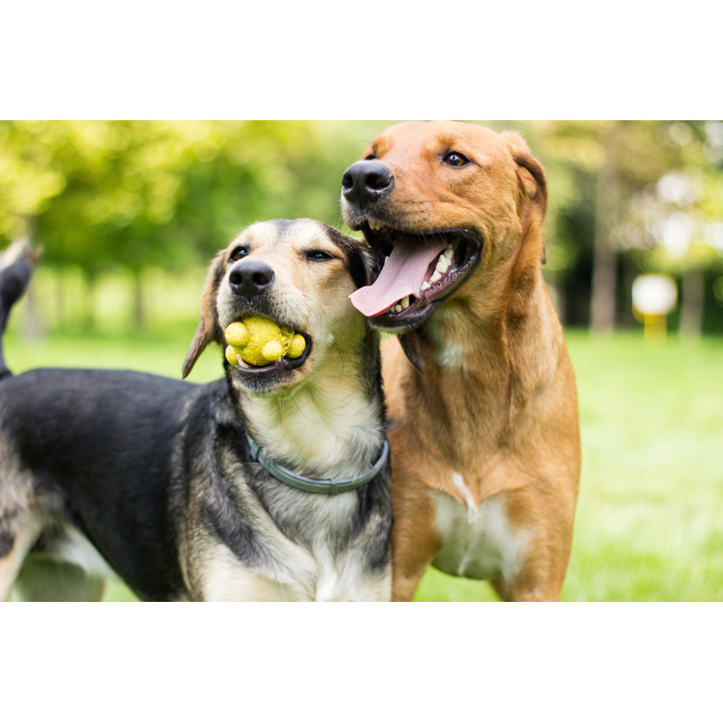 Play with Us - Wrapped Canvas Photograph, 30cm H x 46cm W x 3.8cm D