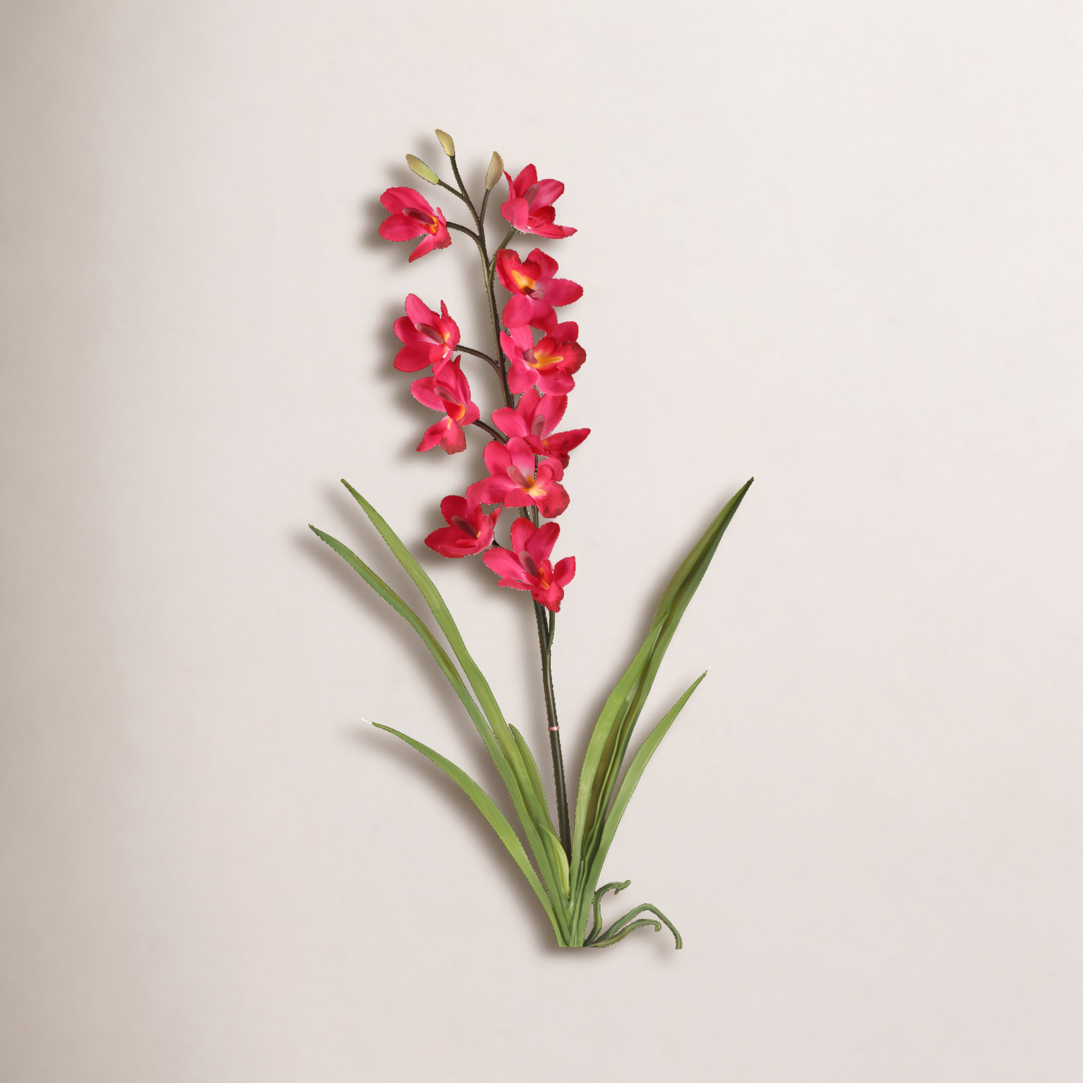 Cymbidium Orchid Stems