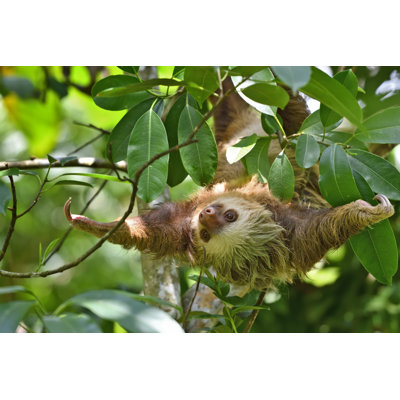 Deux paresseux dans un arbre par Webguzs