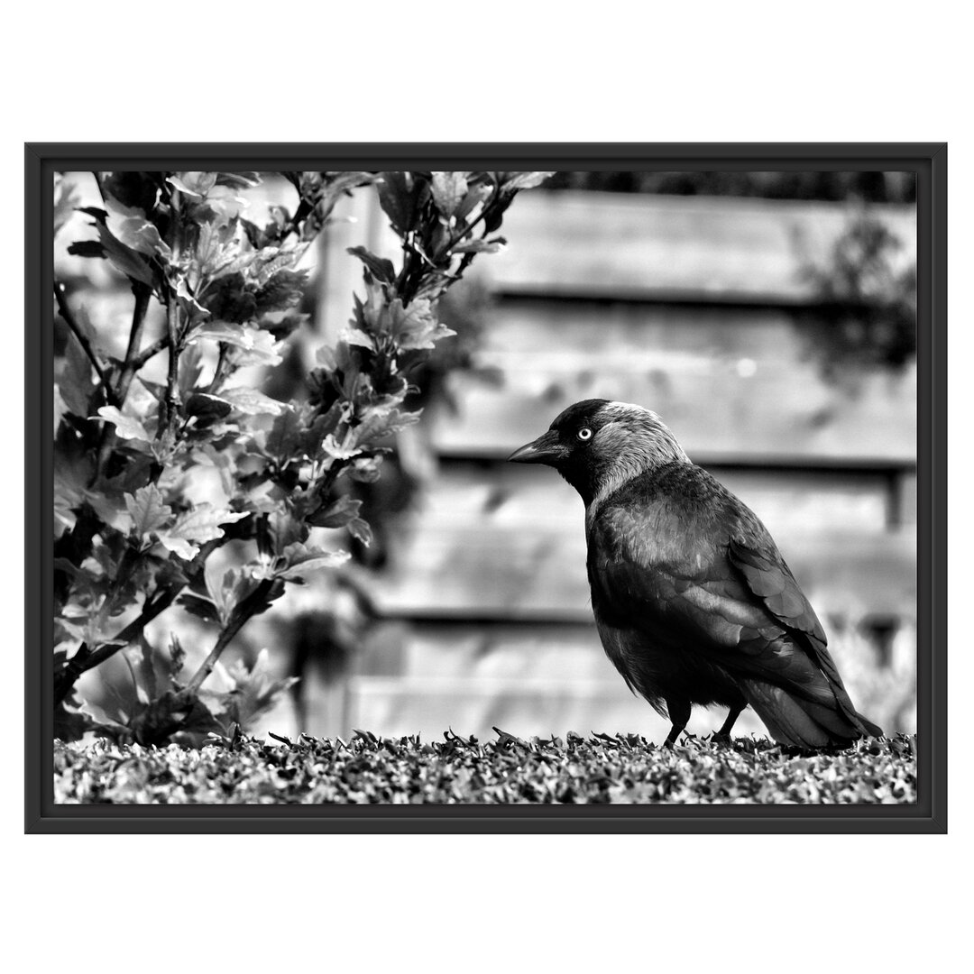 Gerahmtes Wandbild Vogel auf Gartenwiese