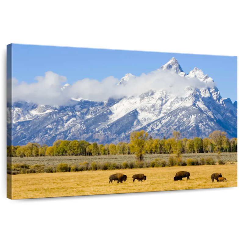 Bison d'Alvord dans les plaines de Teton, H 24 po x l 36 po