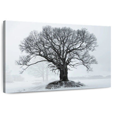 Harnek Oak Tree In Winter