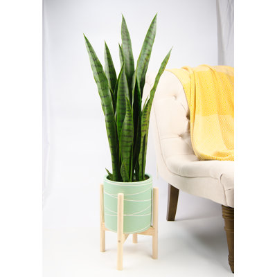 Jayzeon Handmade Pot Planter