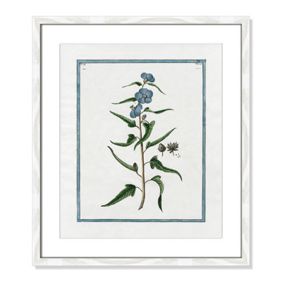 Colombe "Shabby Elegance Botanical I" Print