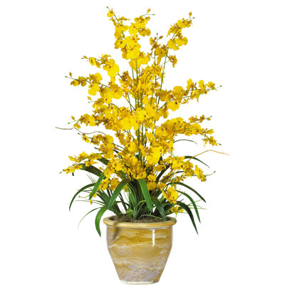 Orchid Arrangement in Pot