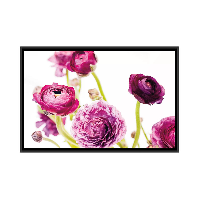 « spring renoncule iv », impression sur toile tendue, H 18 po x l 26 po x P 1,5 po, Toile avec cadre noir, Pas de tapis