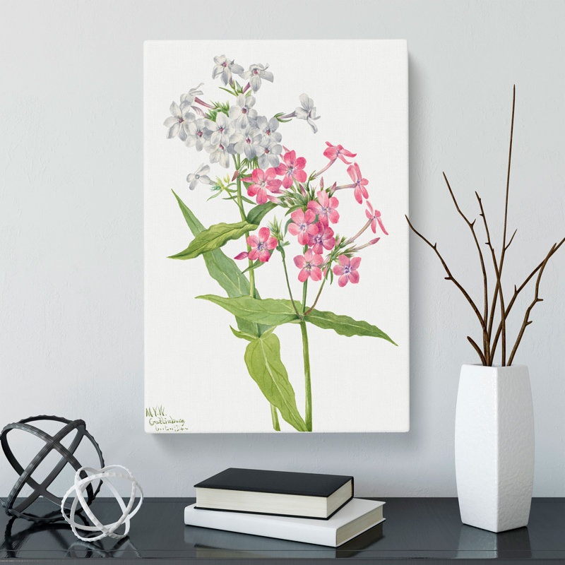 Perennial Phlox by Mary Vaux Walcott - Wrapped Canvas Painting, 60cm H x 40cm W x 3cm D