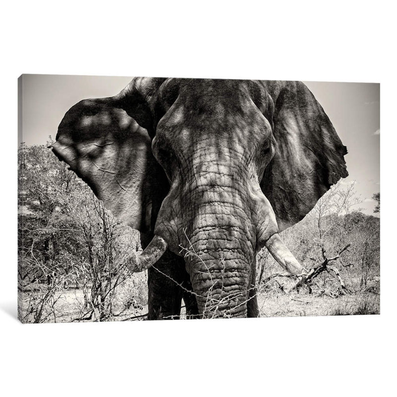 Elephant Portrait by Philippe Hugonnard - Wrapped Canvas Print, 66.04 cm H x 45.72 cm W x 1.91 cm D