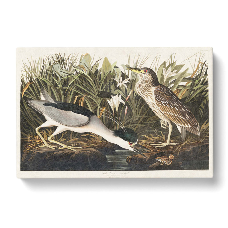 Night Heron - Wrapped Canvas Painting, 35cm H x 50cm W x 3cm D