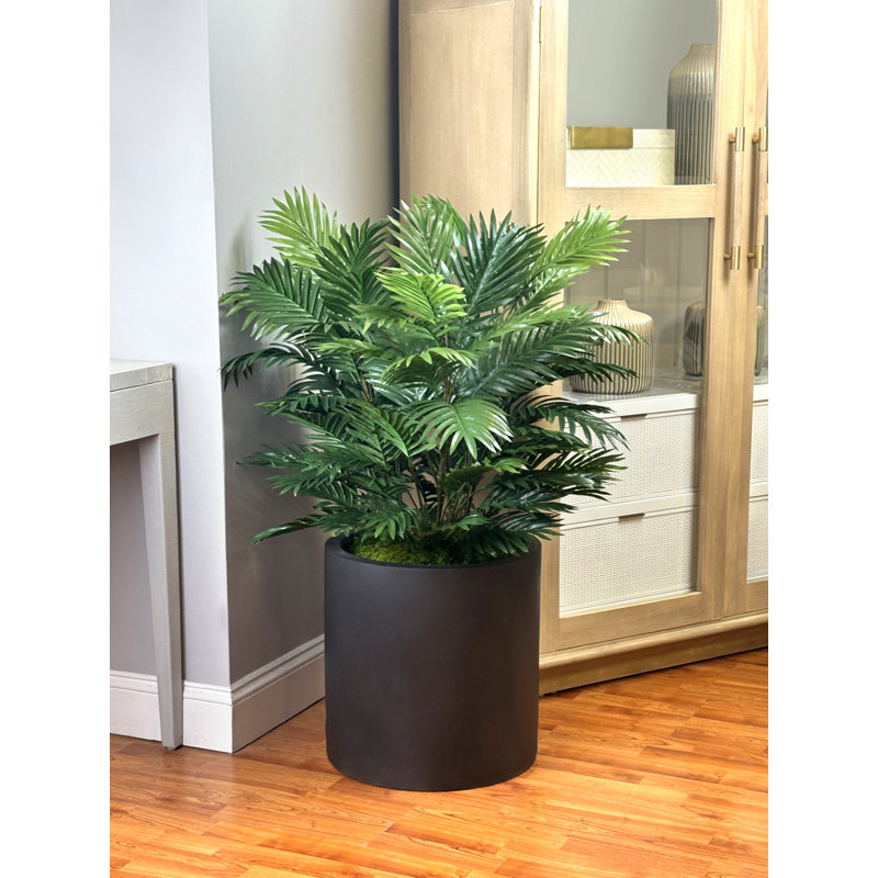 4' Areca Palm Bush In Fiberstone Planter
