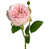 Rose est en rupture de stock