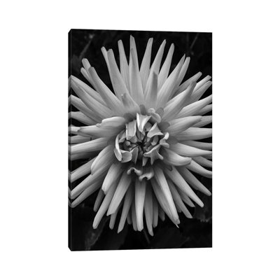 B&W Pop by Heidi Bannon - Wrapped Canvas Print