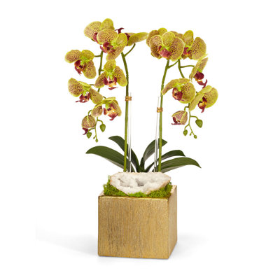 Orchid in Planter