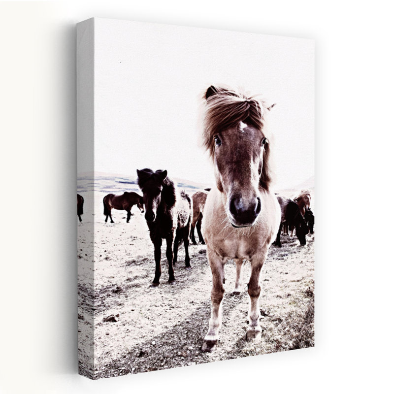Islande, cheval, Rikka, art contemporain cheval