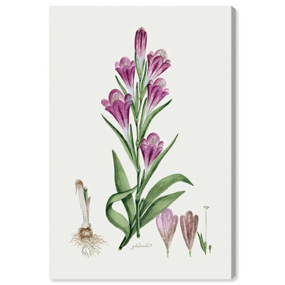 Art Remedy Botanical Prints Canvas, Violet Gladiolous
