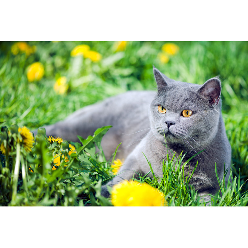 Joli chat dans un mur par Artmarie, H 32 po x l 48 po