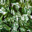 Privacy Artificial Leaf Hedge Screen Privacy Fence, Dark Green, 3M x 1.5M