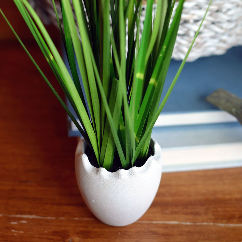 Arrangement floral Pom-Pom Billy-Button en pot