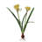 PAPERWHITE WITH BULB STEM