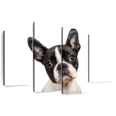 Brampt Little Boston Terrier