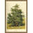 « box tree » par w.h.j. boot, impression-68016500