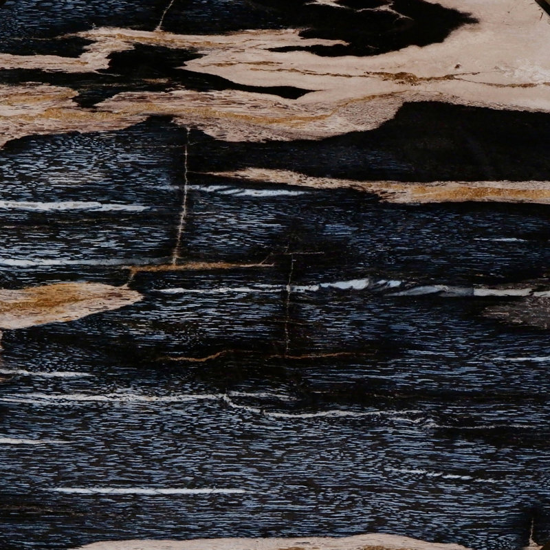 Petrified Wood Knot-Dark Petrified Wood