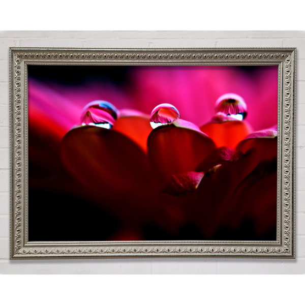 Ebern Designs Dew On Petals Macro - Single Picture Frame Art Prints ...