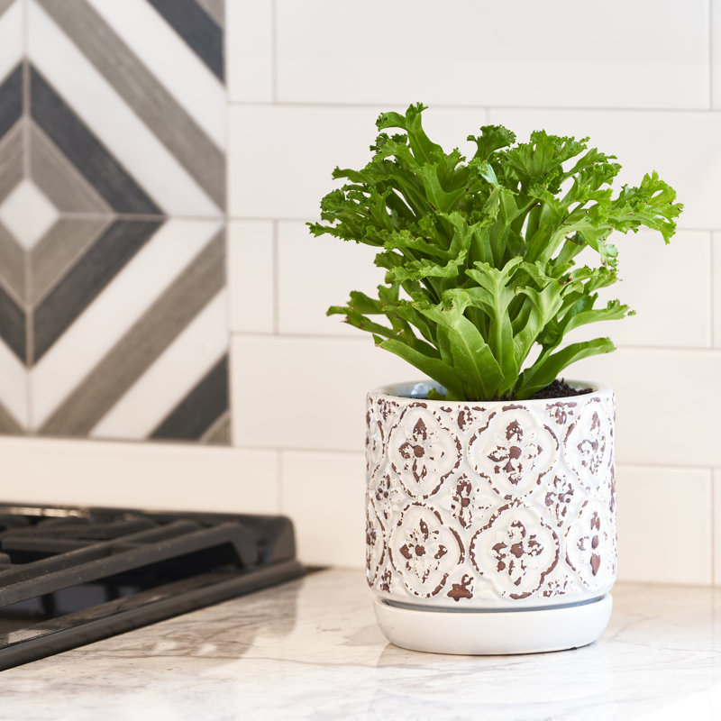 Jardinière rustique française 5,9 pouces