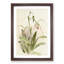 Magnolia Flowers Illustration Tab. 16 by Frederick Sander - Picture Frame Painting Print-55759293-55759292