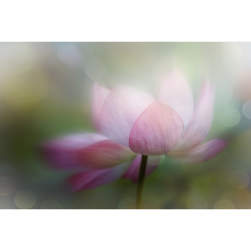 Wrapped Canvas Print, 50.8 cm H x 76.2 cm W