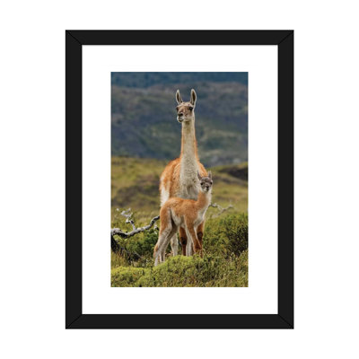 «Guanaco and Baby - par Adam Jones», reproduction de photo