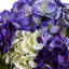 Arrangement floral hortensia dans un vase