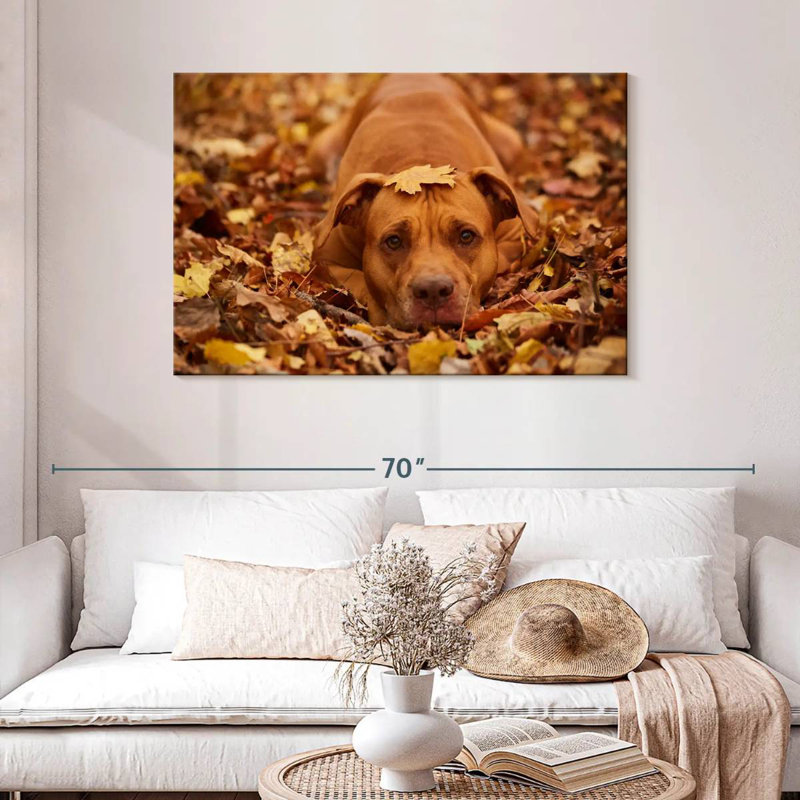 Mignon Pitbull d'automne