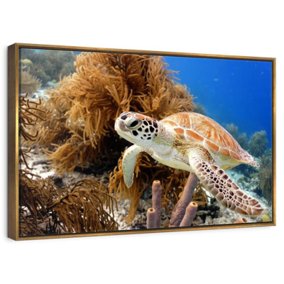 Turtle Reef