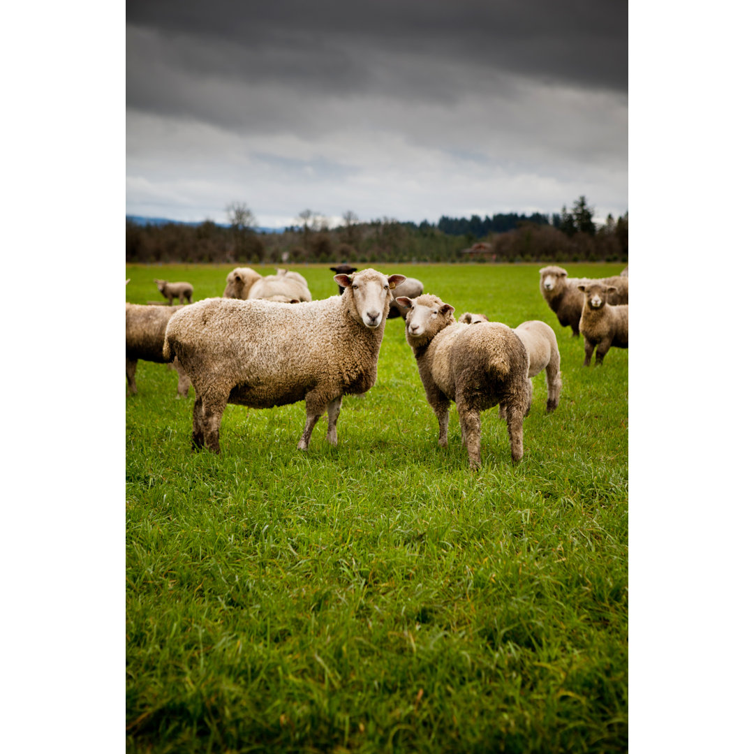 Sheep Looking At Camera von Andipantz - Leinwandbild