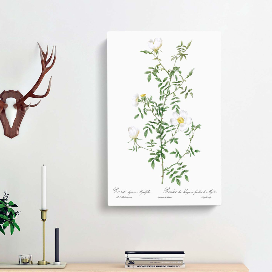 Hedge Rose in White by Pierre-Joseph Redoute - Wrapped Canvas