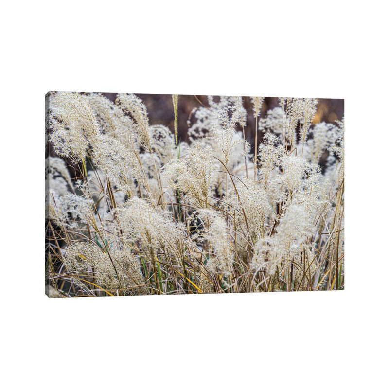 Spring Grasses by Heather Roberson - Wrapped Canvas Print, 20.32 cm H x 30.48 cm W