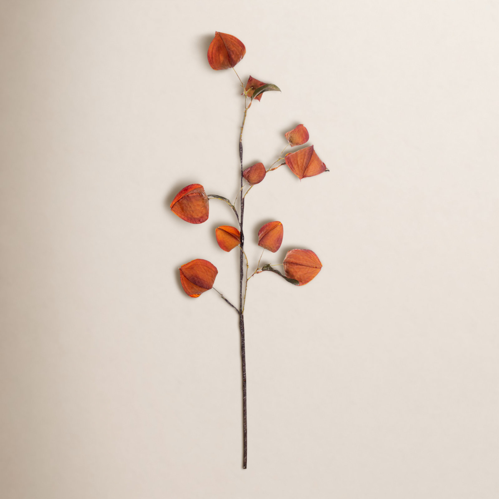Dried Lantern Stems
