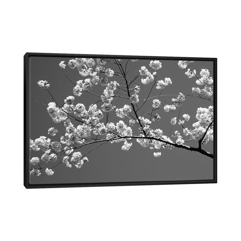 « cerises, washington d.c., états-unis », reproduction de photo sur toile, H 18 po x l 26 po x P 1,5 po, Pas de tapis