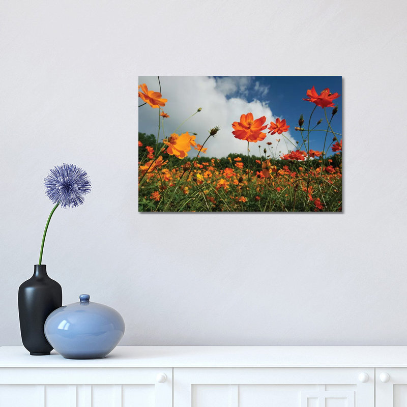 Yellow Cosmos Field in Flower, Japan 1 Piece Wrapped Canvas Wall Art, 30.48 cm H x 45.72 cm W