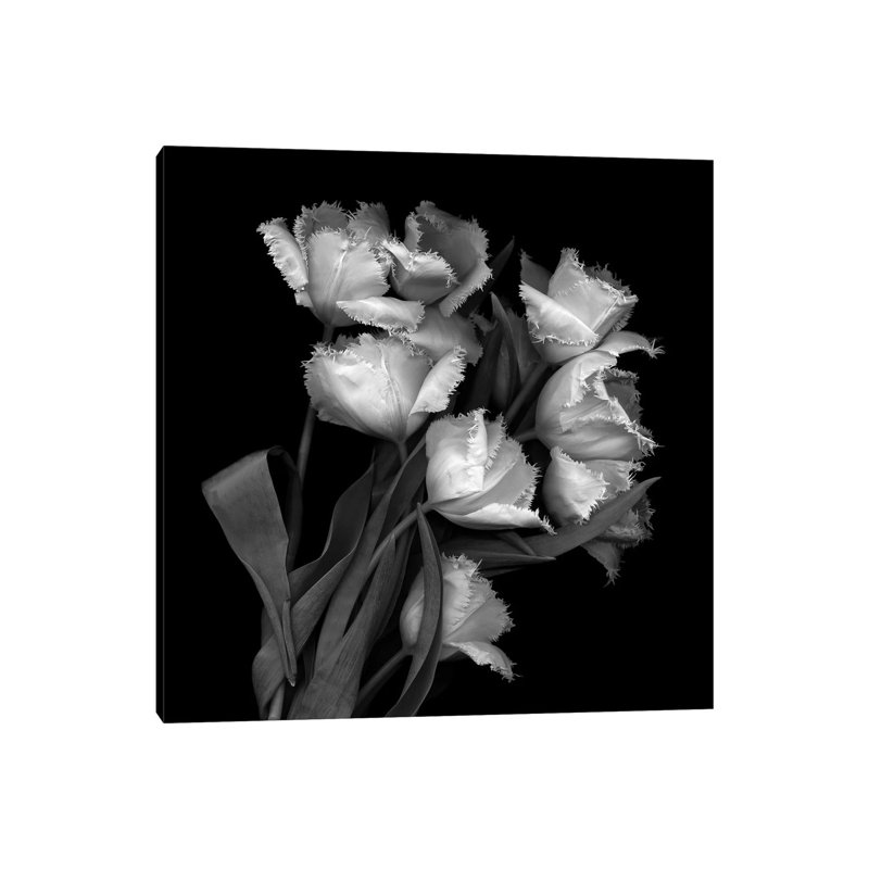 Frayed Tulips, B&W by Magda Indigo - Wrapped Canvas Gallery-Wrapped Canvas Giclée, 30.48 cm H x 30.48 cm W