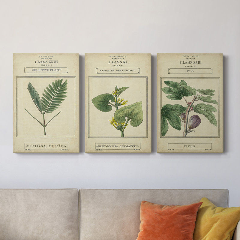 Linnaean Botany IV - ensemble de 3 impressions sur toile tendue, H 12 po x l 24 po x P 1 po